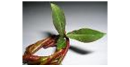 Tolvasen Pajutila
Vitsi�l�, Ristiina
Punapaju, Salix purpurea